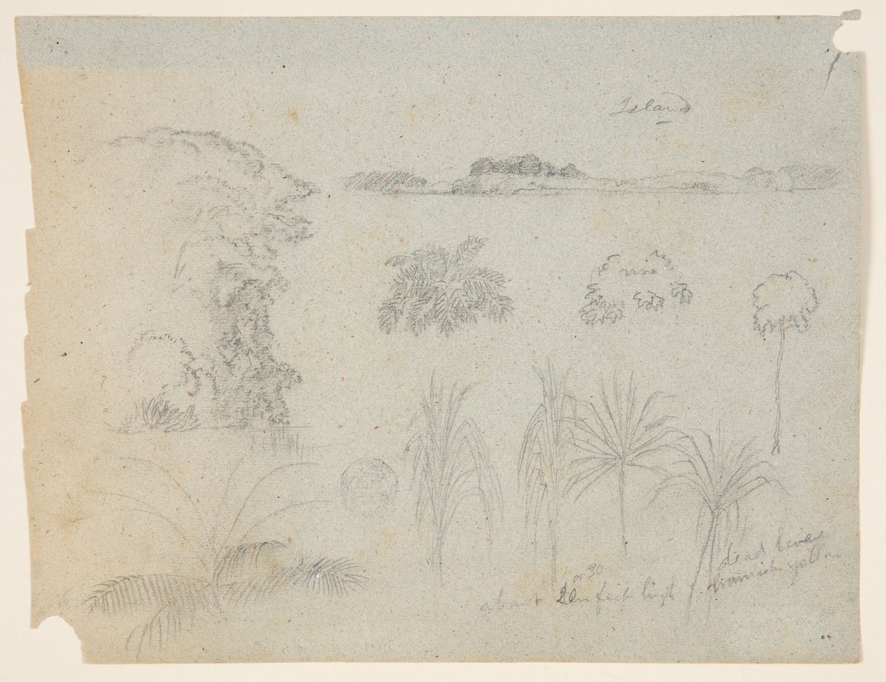 Studio con cime di alberi, alberi, cinque disegni di piante e un