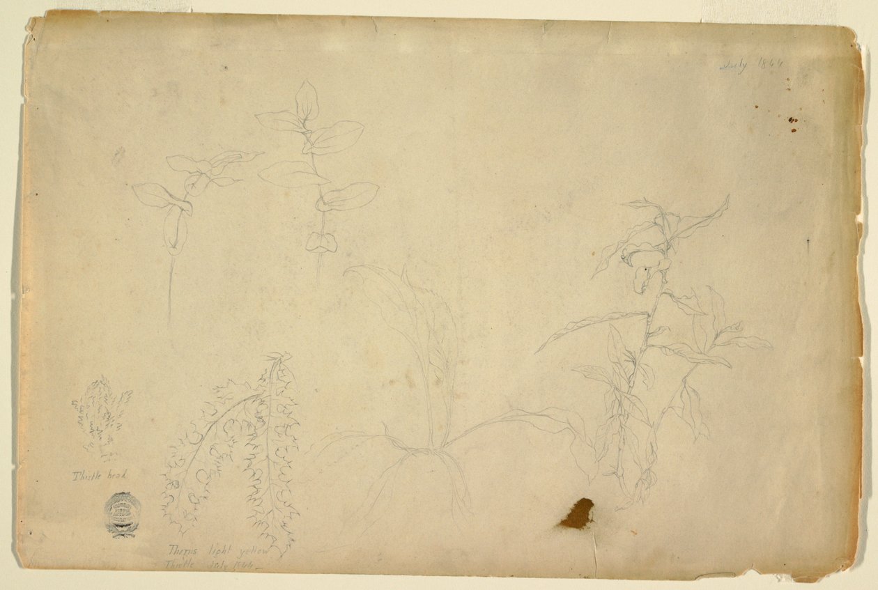 Spine e cardi da Frederic Edwin Church