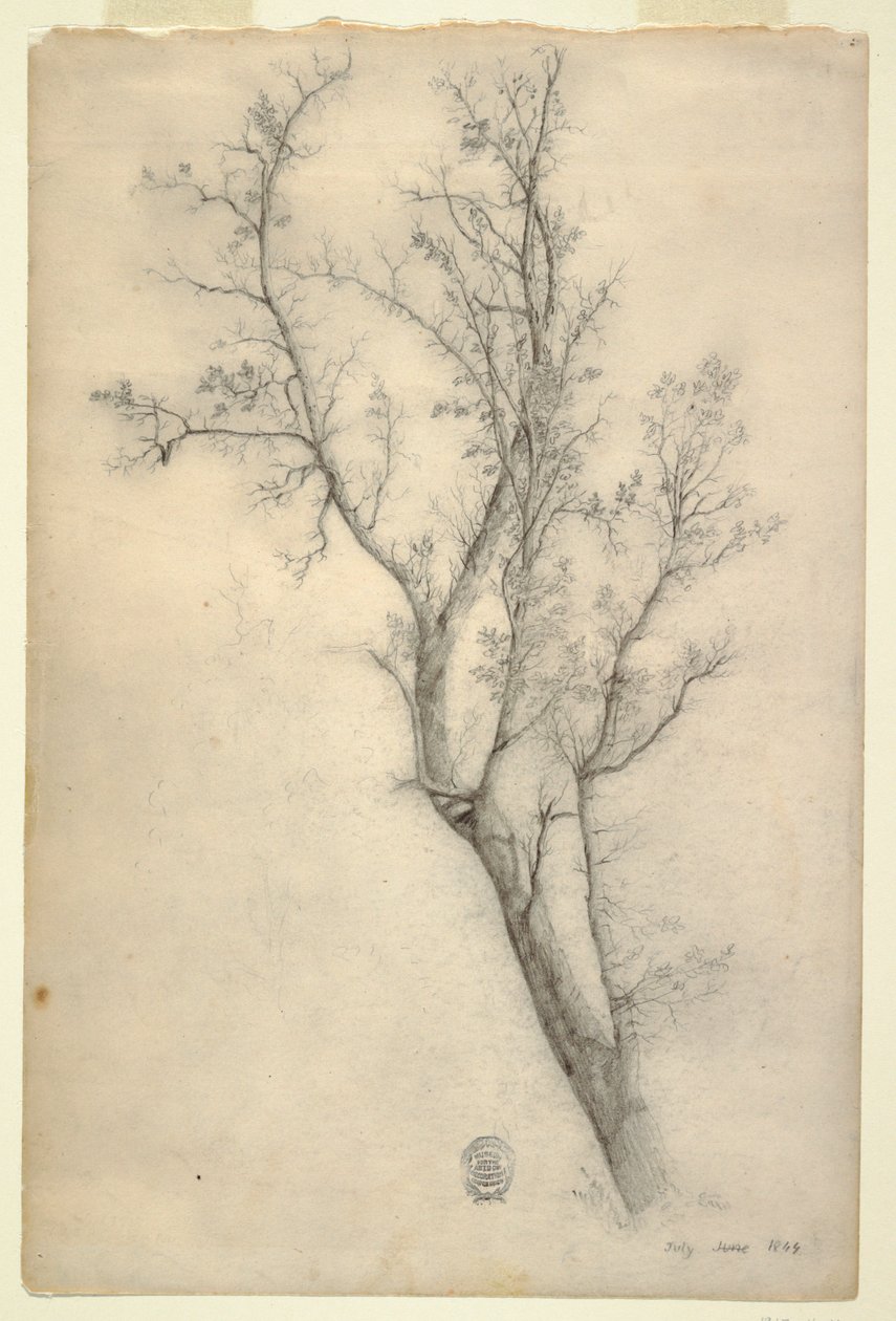 Albero con molti rami da Frederic Edwin Church