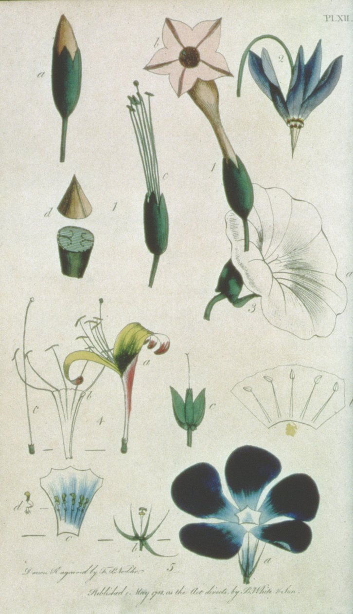 Tavola XII, Lettera XVI Pentandria Monagia, vari fiori con cinque stami, illustrando elementi di Botanica come spiegato da Carolus Linnaeus (1707-78), inciso dall