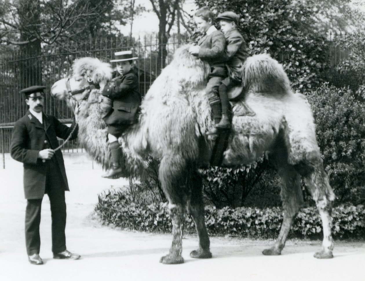 Una cavalcata di cammelli bactriani allo zoo di Londra, c.1913 da Frederick William Bond