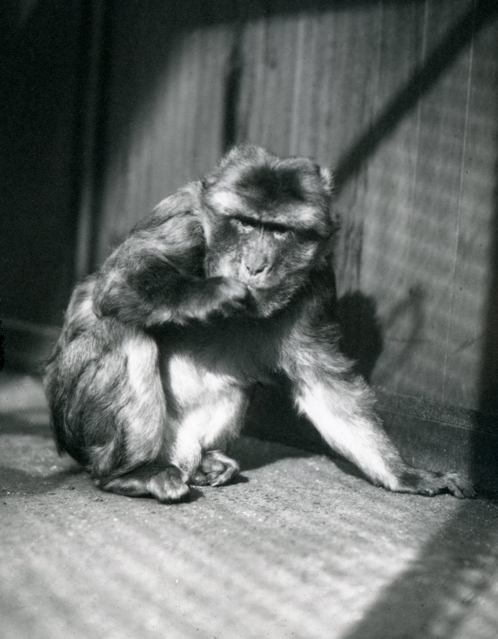 Una Scimmia di Barberia allo Zoo di Londra, marzo 1914 da Frederick William Bond