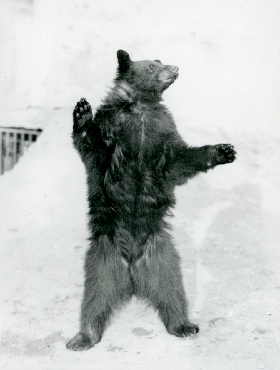 Un Orso Nero in piedi nel suo recinto, sulle Terrazze Mappin, allo Zoo di Londra nel 1917 da Frederick William Bond