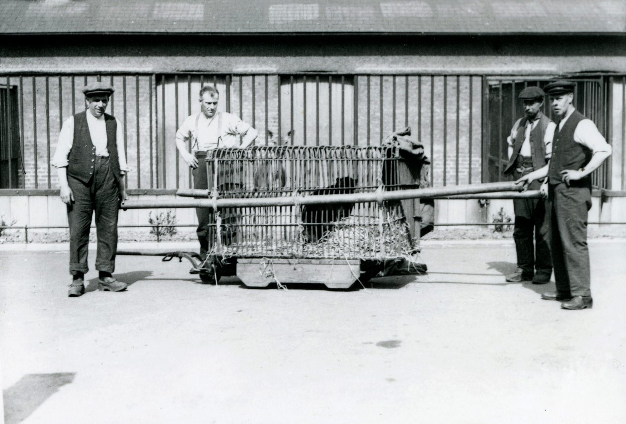 Un leopardo nero trasportato in una gabbia dai custodi allo zoo di Londra, giugno 1922 da Frederick William Bond