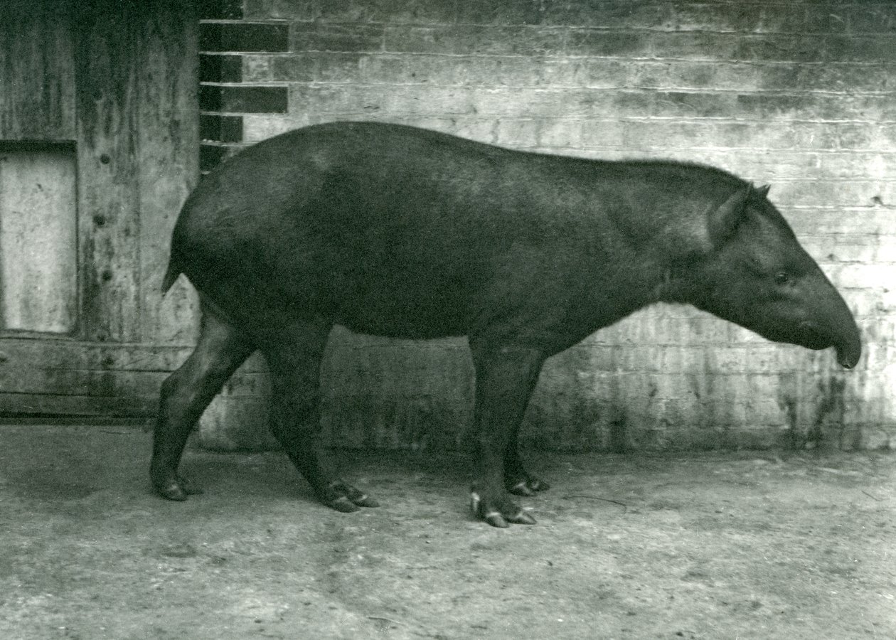 Un tapiro brasiliano o sudamericano allo Zoo di Londra, settembre 1922 da Frederick William Bond