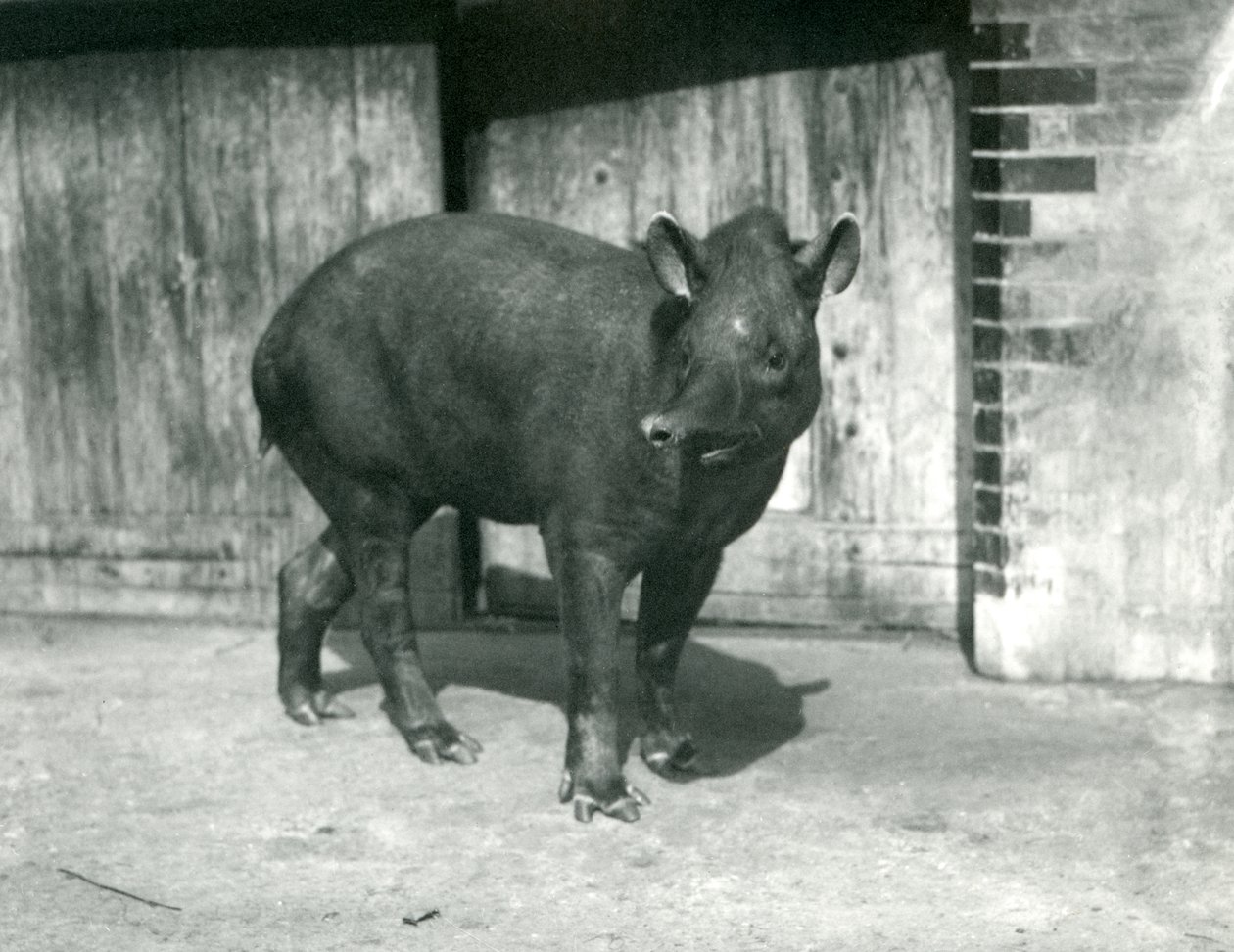 Un tapiro brasiliano o sudamericano allo Zoo di Londra, settembre 1922 da Frederick William Bond