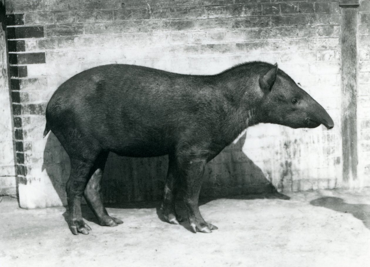 Un tapiro sudamericano brasiliano allo Zoo di Londra, ottobre 1922 da Frederick William Bond