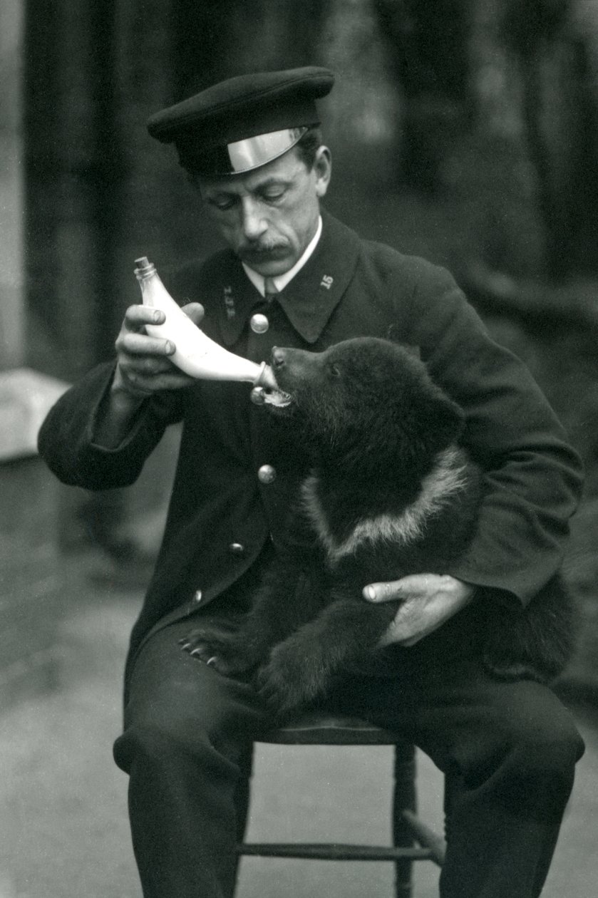 Un cucciolo di orso bruno nutrito con il biberon dal custode, Leslie Martin Flewin, allo zoo di Londra nel maggio 1914 da Frederick William Bond