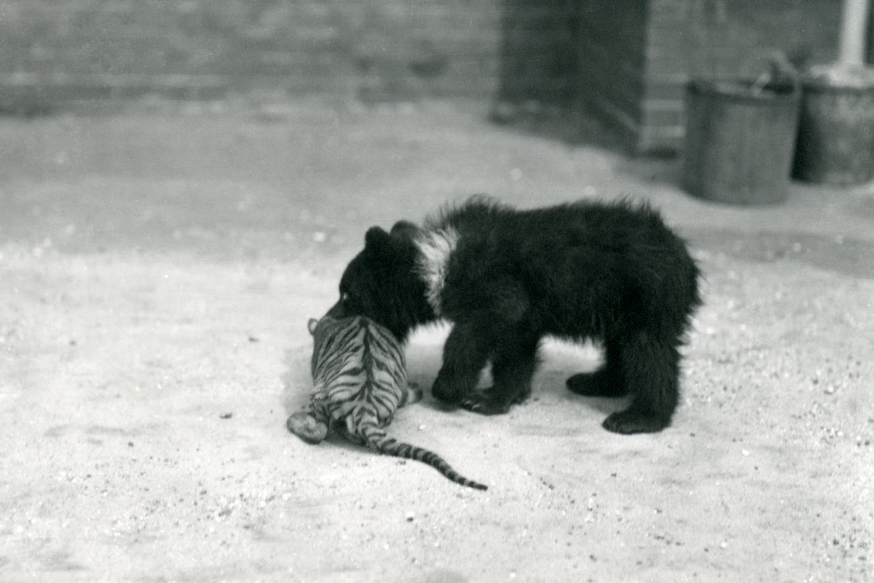 Un cucciolo di Orso Bruno gioca con un cucciolo di Tigre allo Zoo di Londra, aprile 1914 da Frederick William Bond