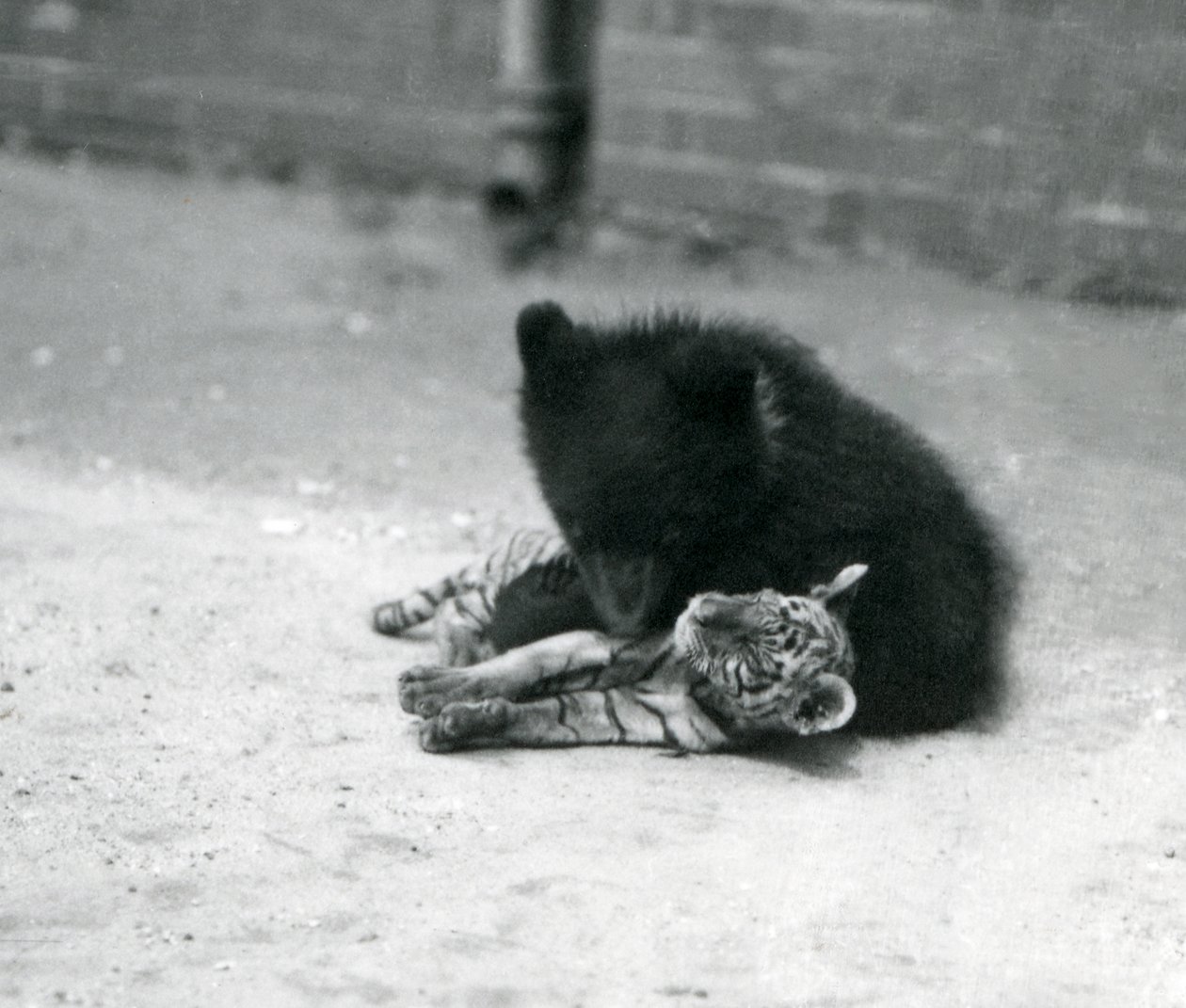Un cucciolo di orso bruno gioca con un cucciolo di tigre allo zoo di Londra, aprile 1914 da Frederick William Bond