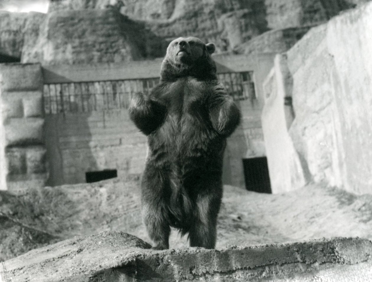 Un Orso Bruno in piedi sulle zampe posteriori, Mappin Terraces, Zoo di Londra, agosto 1921 da Frederick William Bond