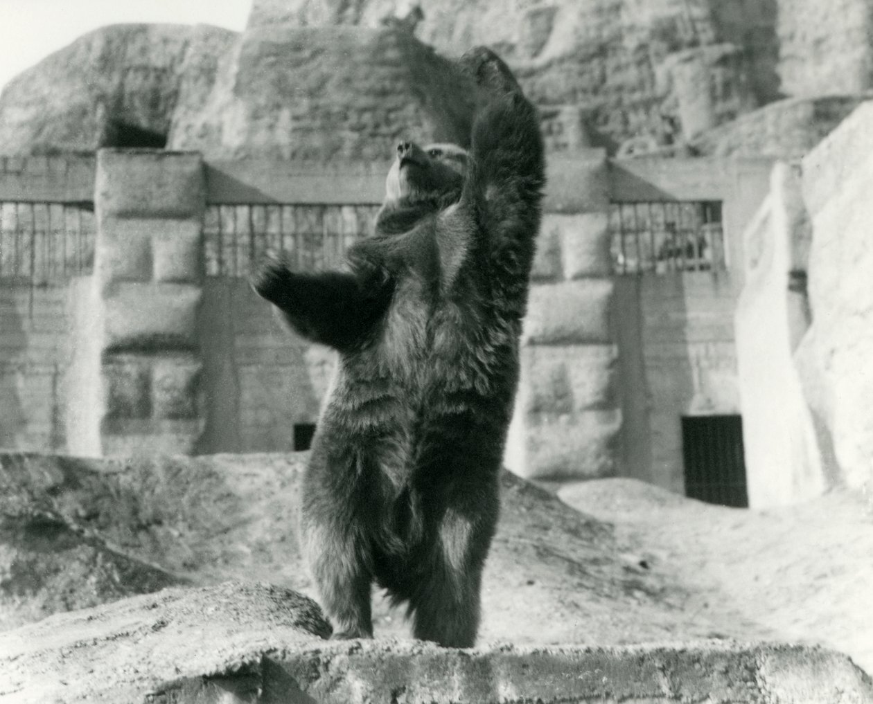 Un orso bruno si erge sulle zampe posteriori, raggiungendo il cielo, Mappin Terraces, Zoo di Londra, agosto 1921 da Frederick William Bond