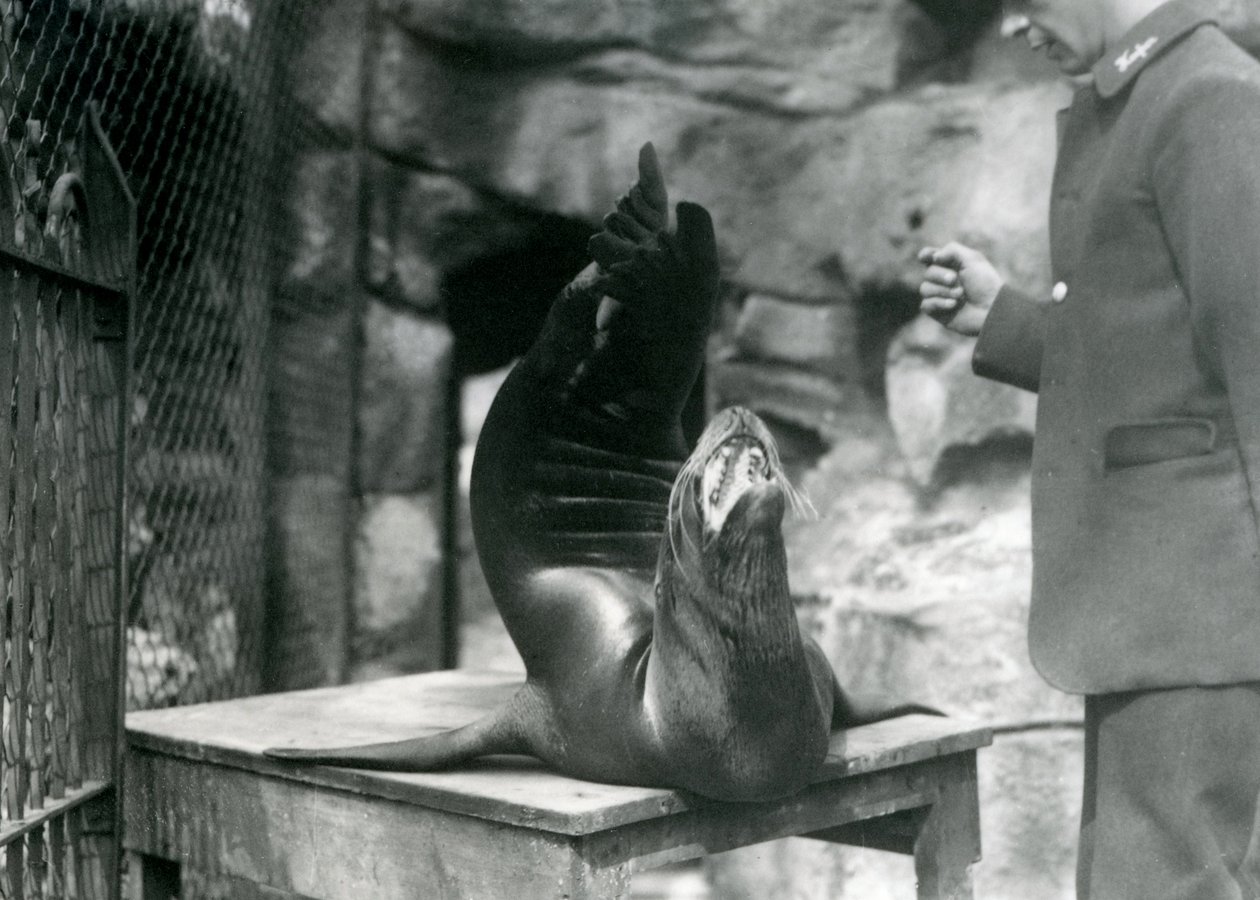 Un leone marino californiano si esibisce per il suo custode allo zoo di Londra, luglio 1921 da Frederick William Bond