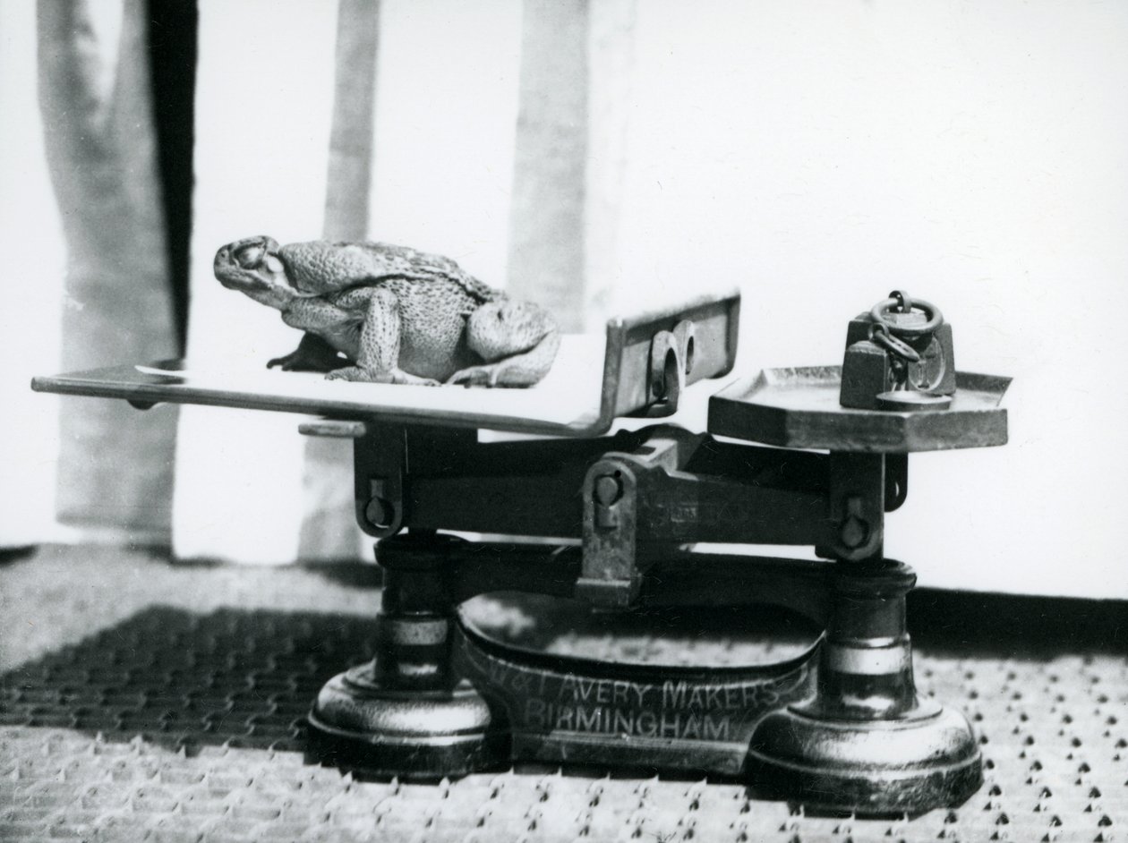 Un Rospo di Canna seduto su una bilancia per essere pesato allo Zoo di Londra, 1923 da Frederick William Bond