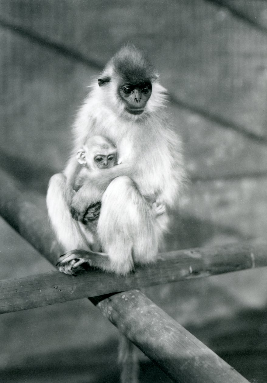 Un langur con cappuccio che tiene un bambino mentre è seduto su una trave, Zoo di Londra, 11 novembre 1913 da Frederick William Bond