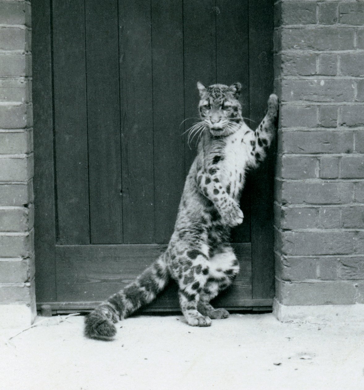 Un Leopardo Nebuloso in piedi sulle zampe posteriori, reclinato in una porta, Zoo di Londra, 1922 da Frederick William Bond