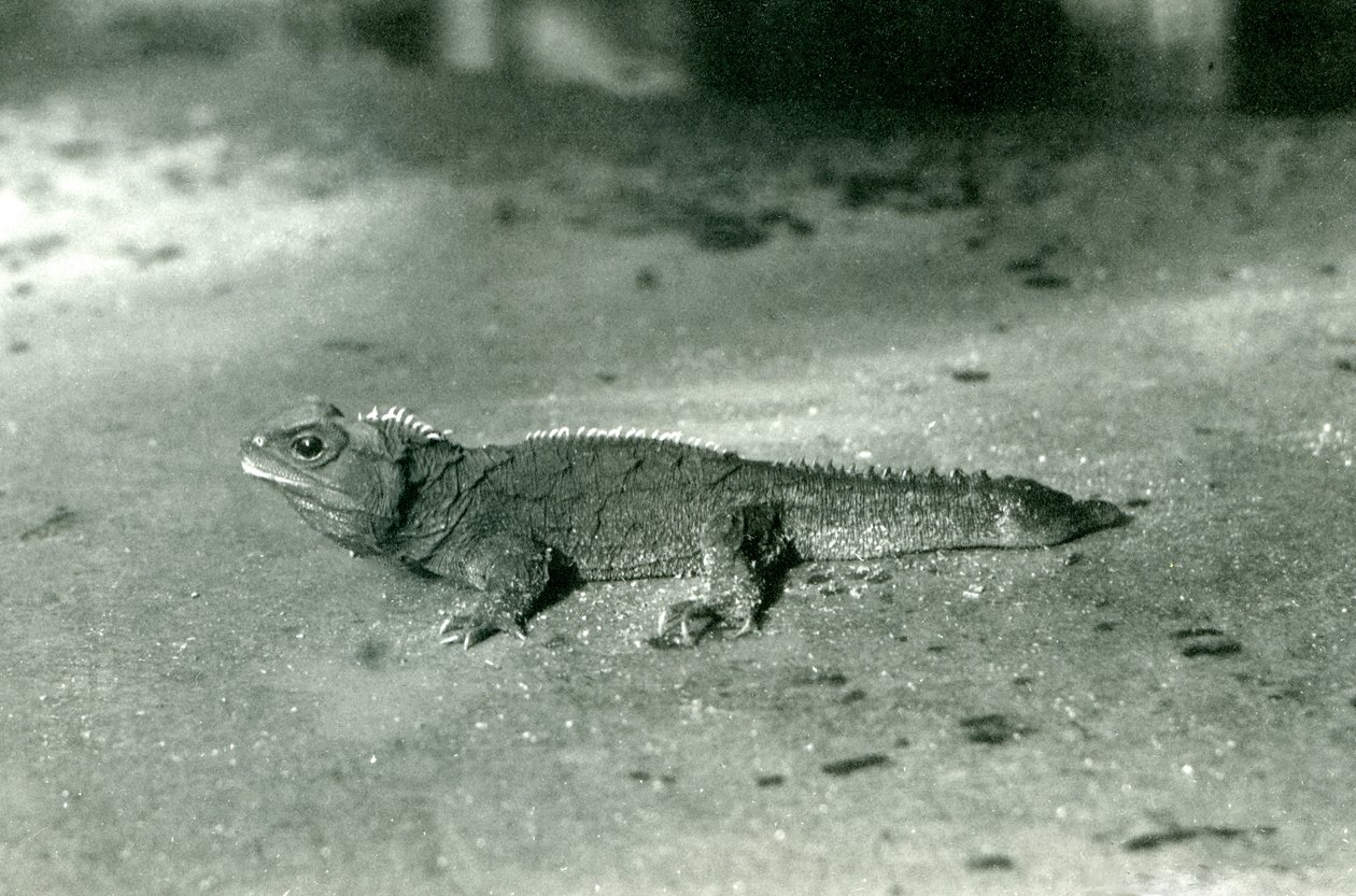 Un tuatara dello stretto di Cook, o tuatara settentrionale allo zoo di Londra, c.1923 da Frederick William Bond