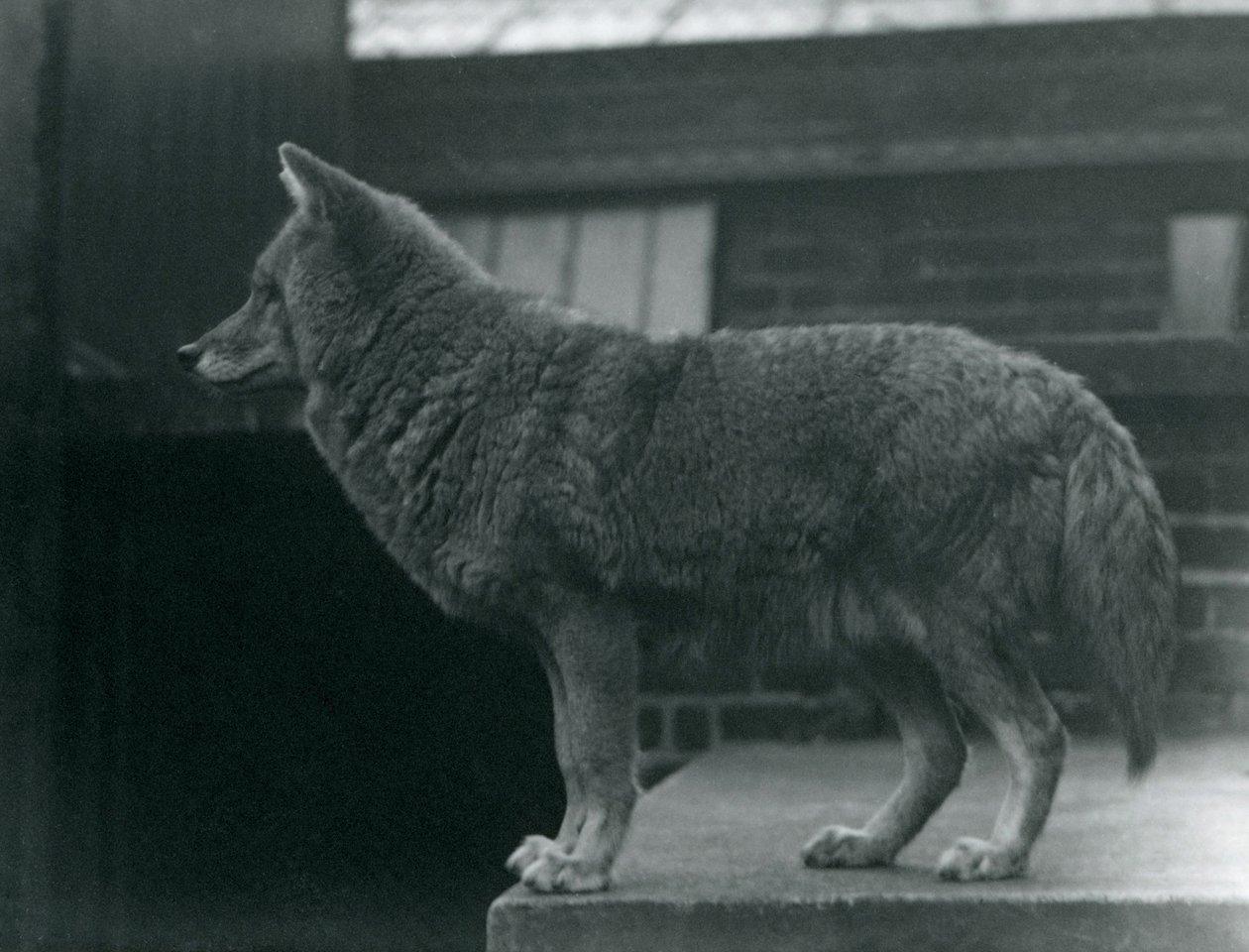 Un Coyote allo Zoo di Londra, ottobre 1920 da Frederick William Bond