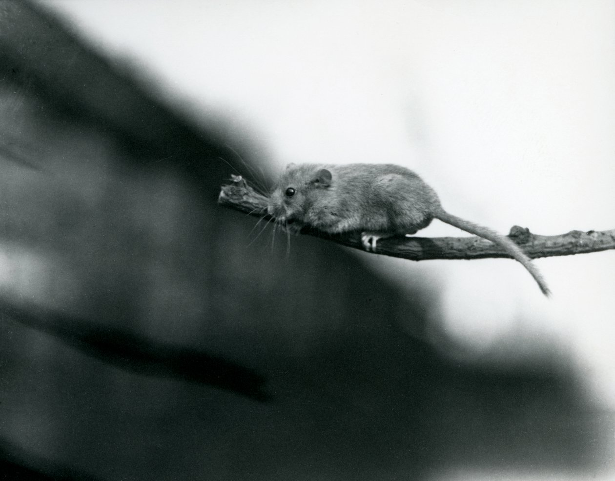Un ghiro su un ramo allo zoo di Londra, maggio 1914 da Frederick William Bond