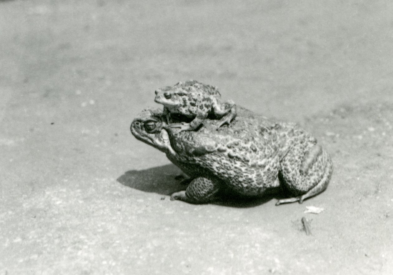 Un rospo europeo su un rospo gigante della canna marina, zoo di Londra, agosto 1923 da Frederick William Bond
