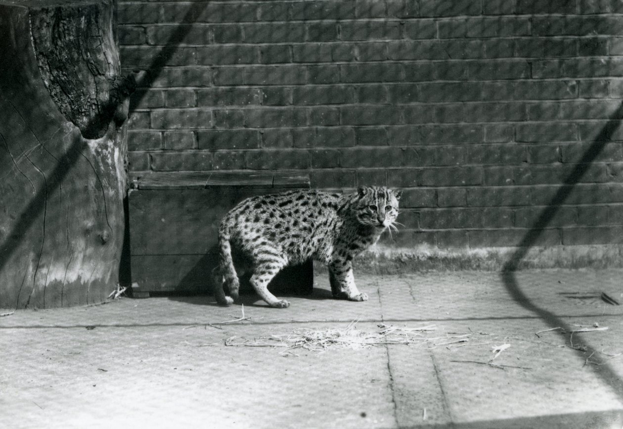 Un gatto pescatore allo zoo di Londra, luglio 1921 da Frederick William Bond