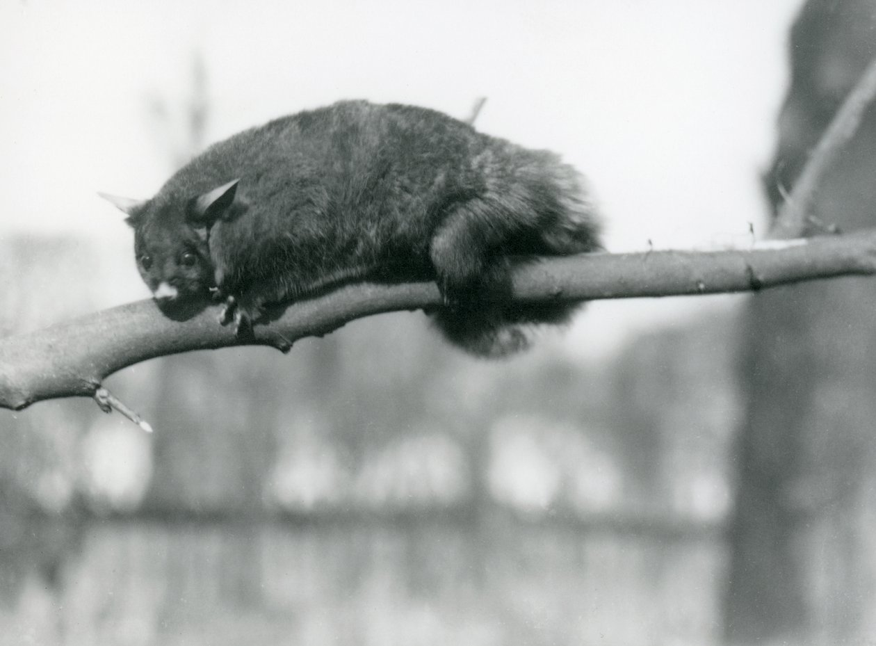 Un falangero volante guarda giù da un ramo allo Zoo di Londra, c.1923 da Frederick William Bond