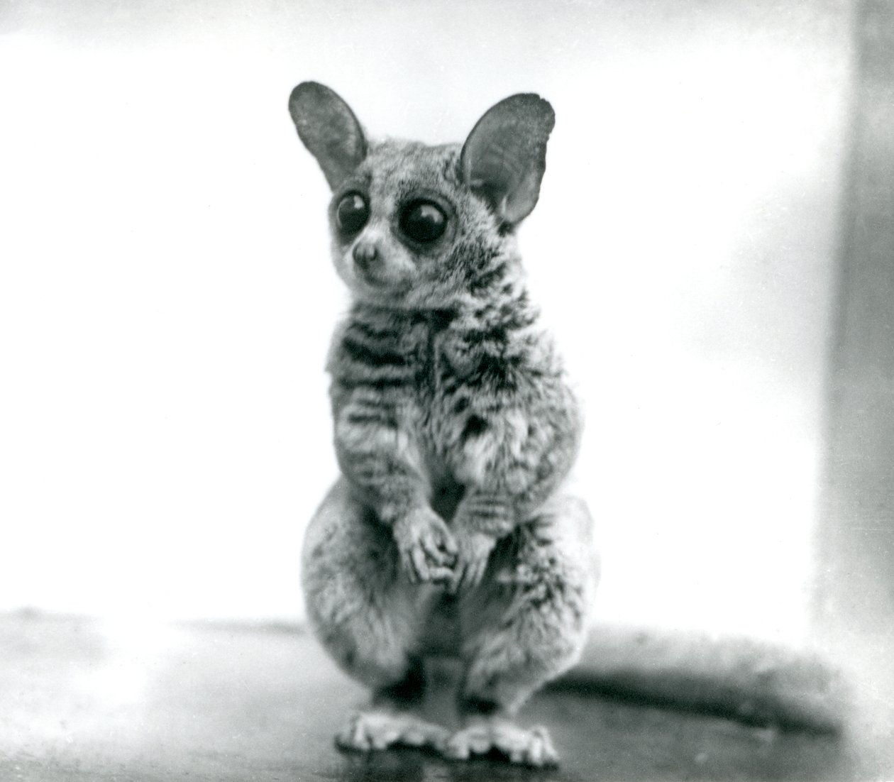Un Galago moholi, o Mohol bushbaby allo Zoo di Londra, 12 settembre 1913 da Frederick William Bond