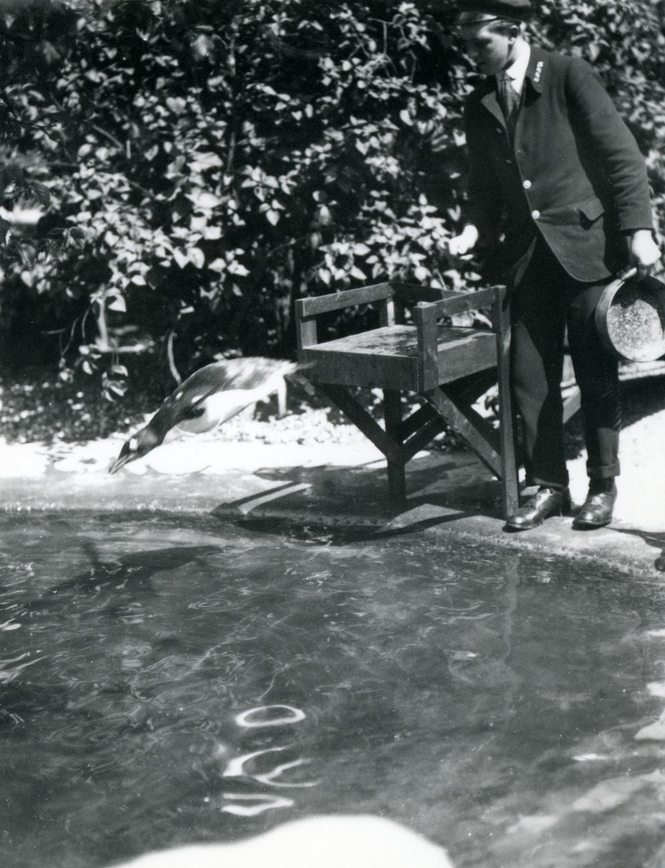 Un pinguino Gentoo si tuffa dopo i pesci che il custode ha appena gettato nella sua piscina, Zoo di Londra, giugno 1914 da Frederick William Bond