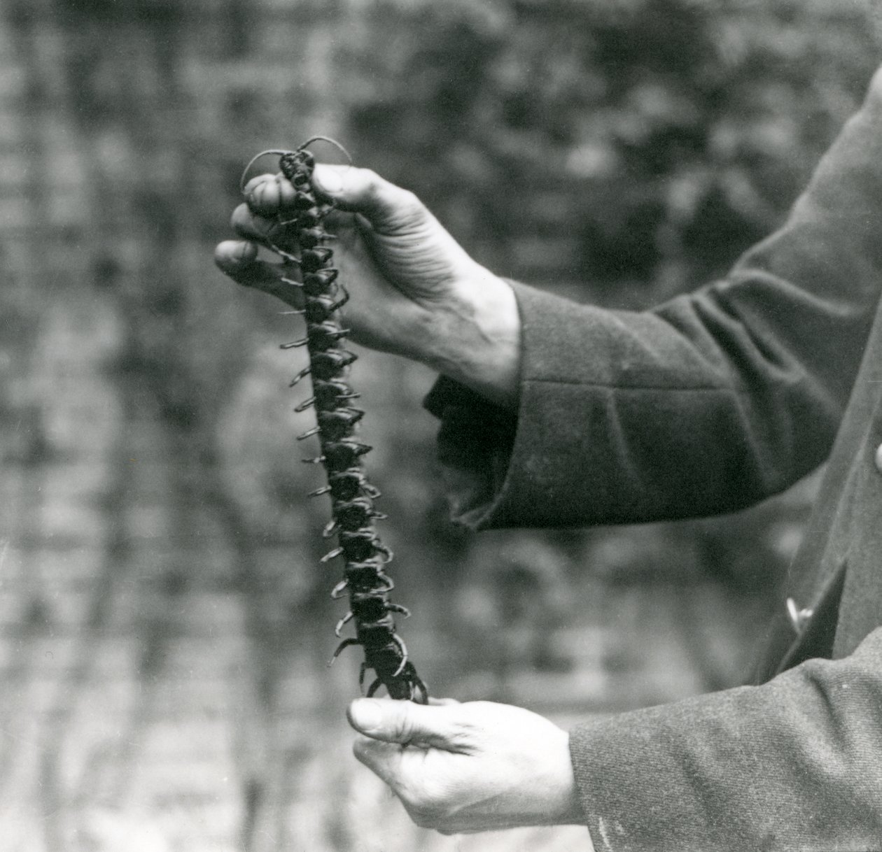 Un Millepiedi Gigante tenuto con cura dal suo custode, Zoo di Londra, 1923 da Frederick William Bond