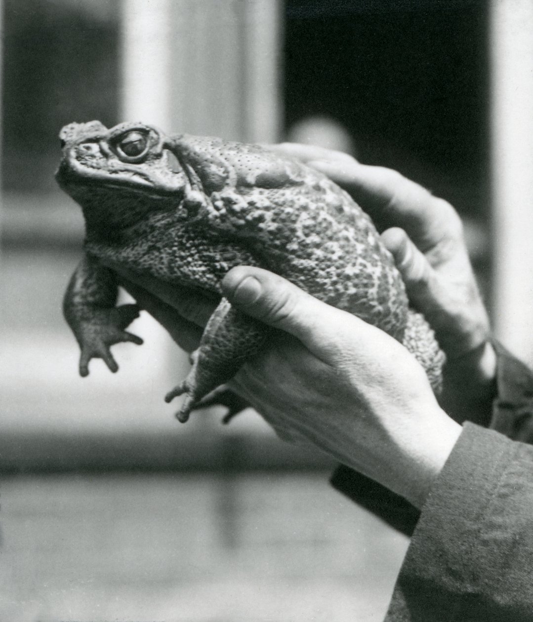 Un rospo gigante della canna marina nelle mani del suo custode, zoo di Londra, agosto 1923 da Frederick William Bond