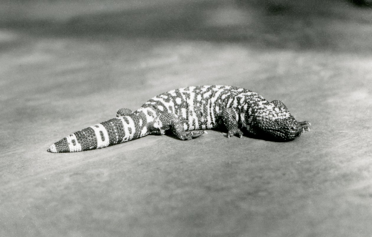 Un mostro di Gila allo zoo di Londra, settembre 1923 da Frederick William Bond