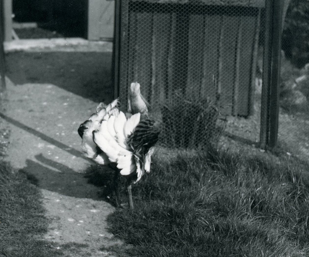 Una grande otarda che mostra le sue piume allo zoo di Londra, maggio 1914 da Frederick William Bond