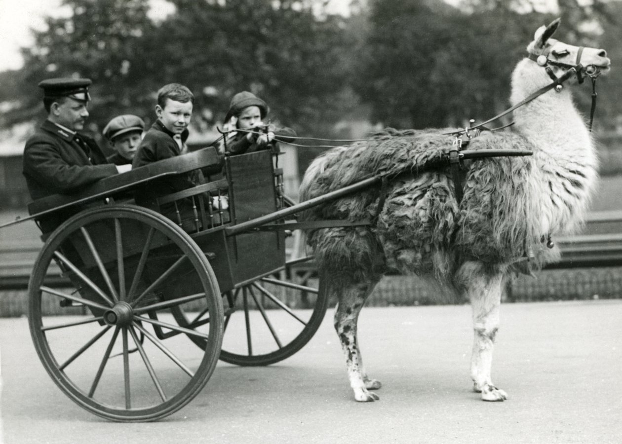 Giro in carrozza con lama con custode e bambini allo zoo di Londra, maggio 1914 da Frederick William Bond