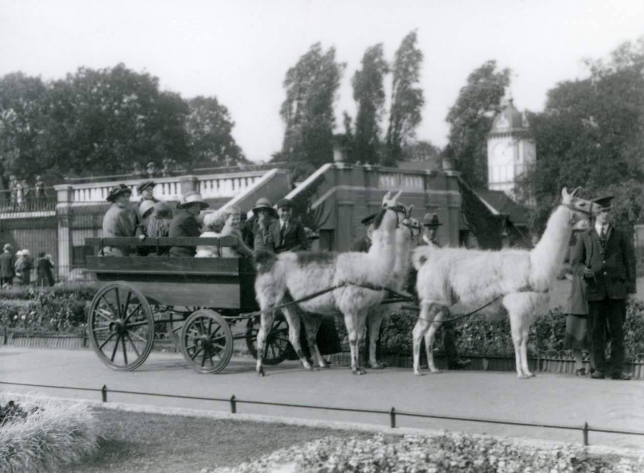 Giro in carrozza con lama per i visitatori con tre lama guidati dai custodi, Zoo di Londra, agosto 1923 da Frederick William Bond
