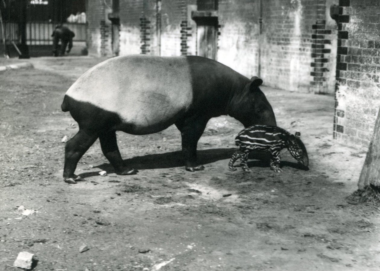 Un tapiro malese con il suo cucciolo di 4 giorni allo zoo di Londra, luglio 1921 da Frederick William Bond