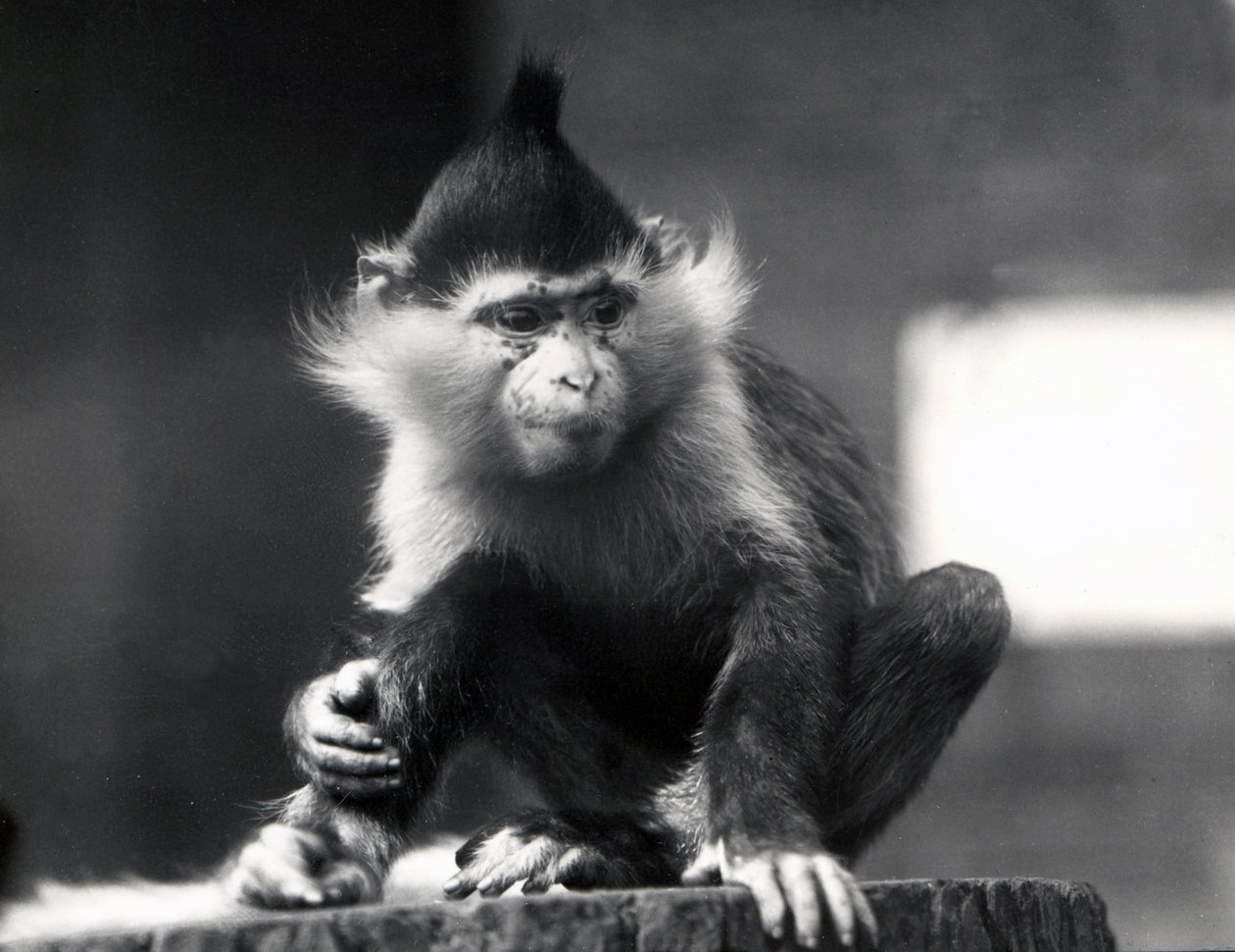 Una scimmia Mangabey, Freckles, allo ZSL London Zoo, da luglio 1925 da Frederick William Bond