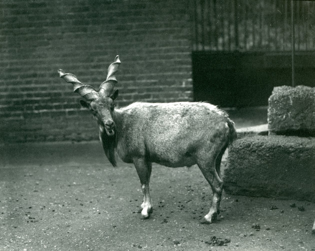 Un Markhor allo Zoo di Londra, giugno 1914 da Frederick William Bond