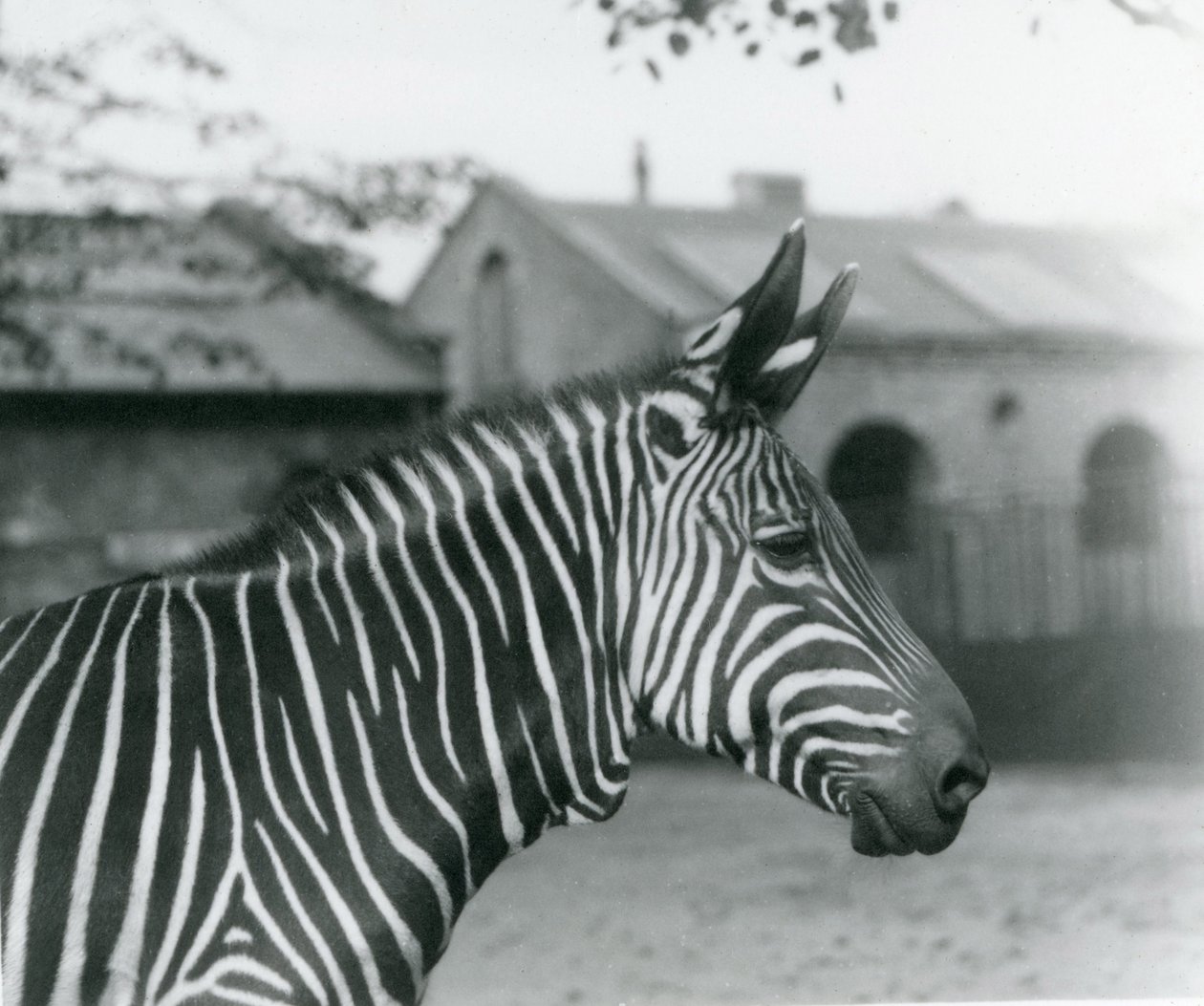 Una zebra di montagna allo zoo di Londra da Frederick William Bond