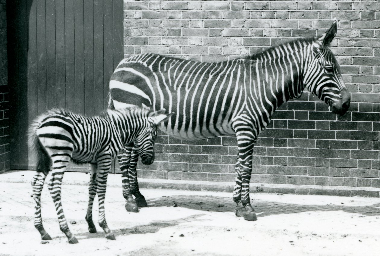 Zebra di Montagna con il suo puledro ibrido (Zebra di Chapman x Zebra di Montagna) allo Zoo di Londra, 1915 da Frederick William Bond
