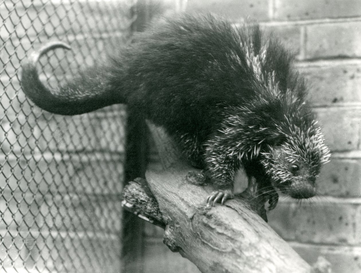 Un porcospino nordamericano, su un ramo nel suo recinto, allo zoo di Londra nel 1923 da Frederick William Bond