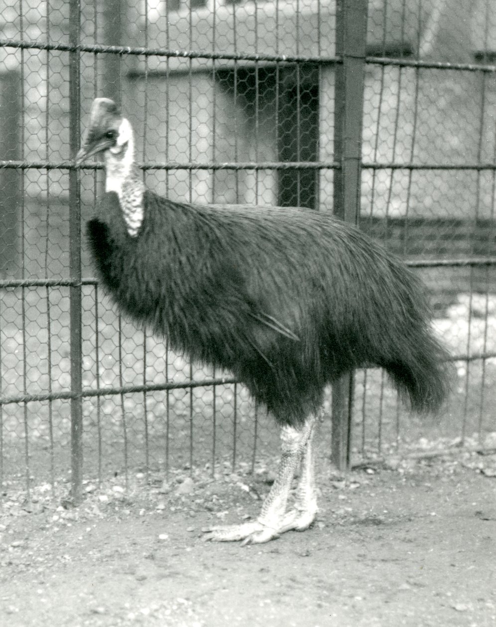 Un casuario settentrionale allo Zoo di Londra, ottobre 1914 da Frederick William Bond