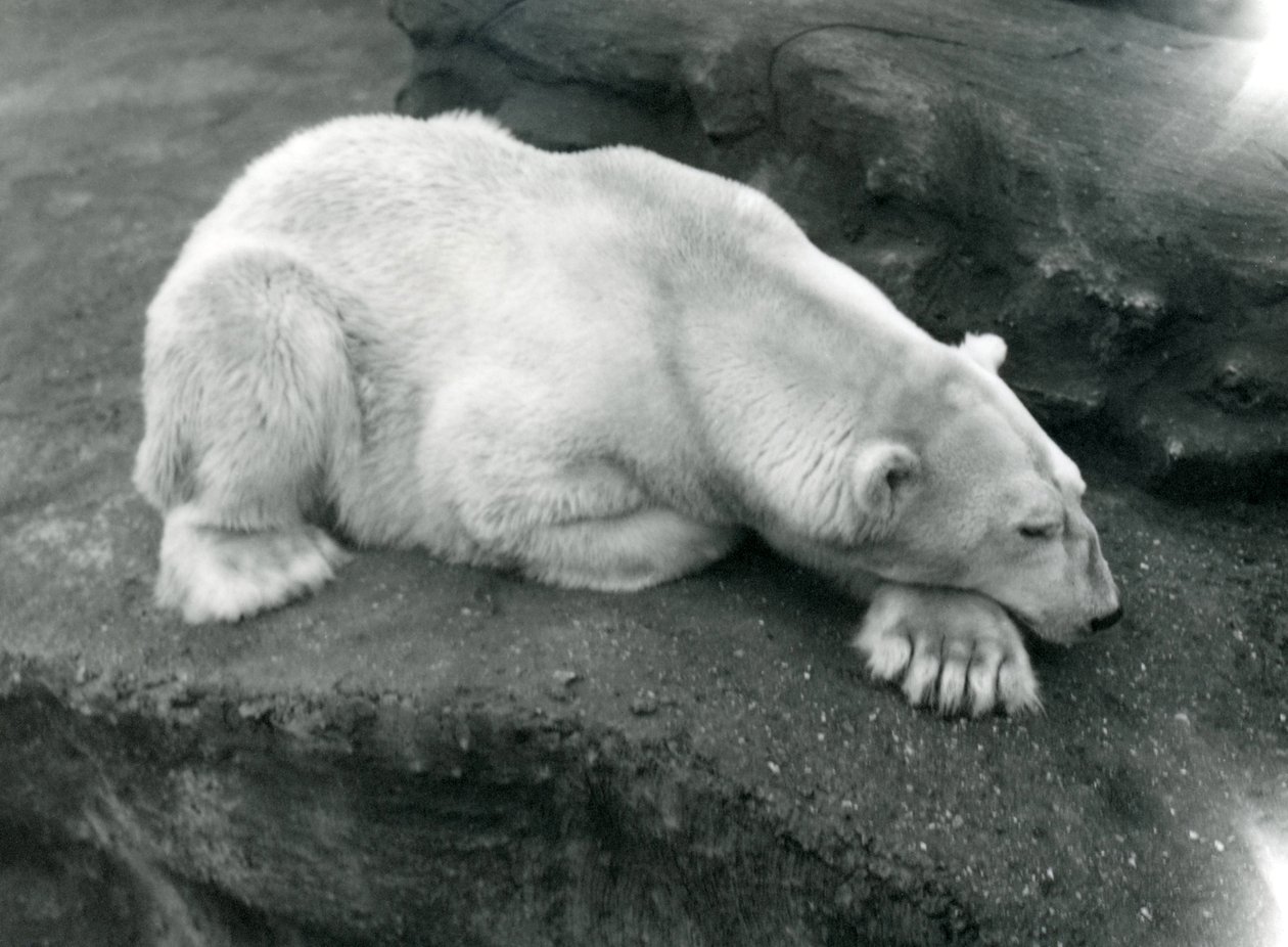 Un orso polare che riposa con la testa sulla zampa allo Zoo di Londra, ottobre 1920 da Frederick William Bond