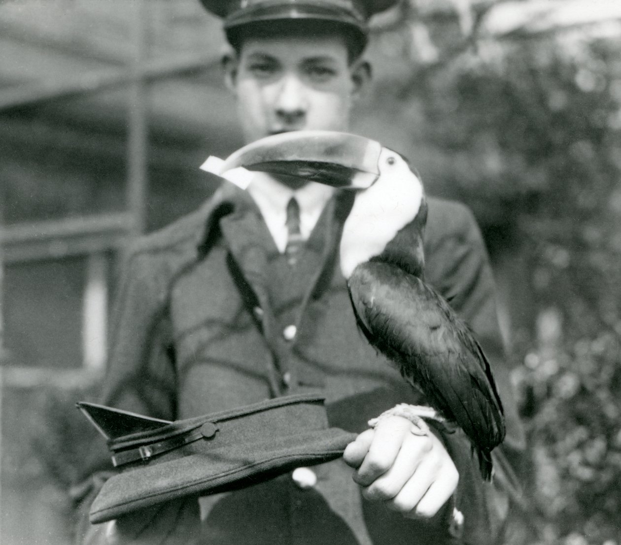 Un tucano dal becco rosso estrae un biglietto da un cappello, tenuto dal custode C. Hersey da Frederick William Bond