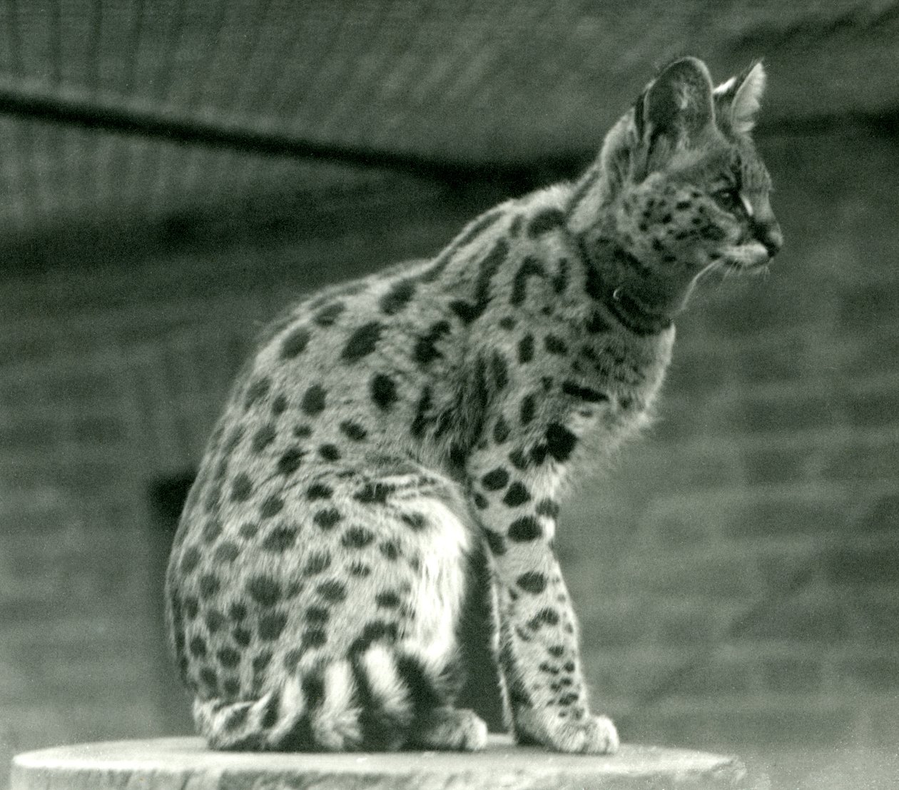 Un servalo allo Zoo di Londra, 1923 da Frederick William Bond