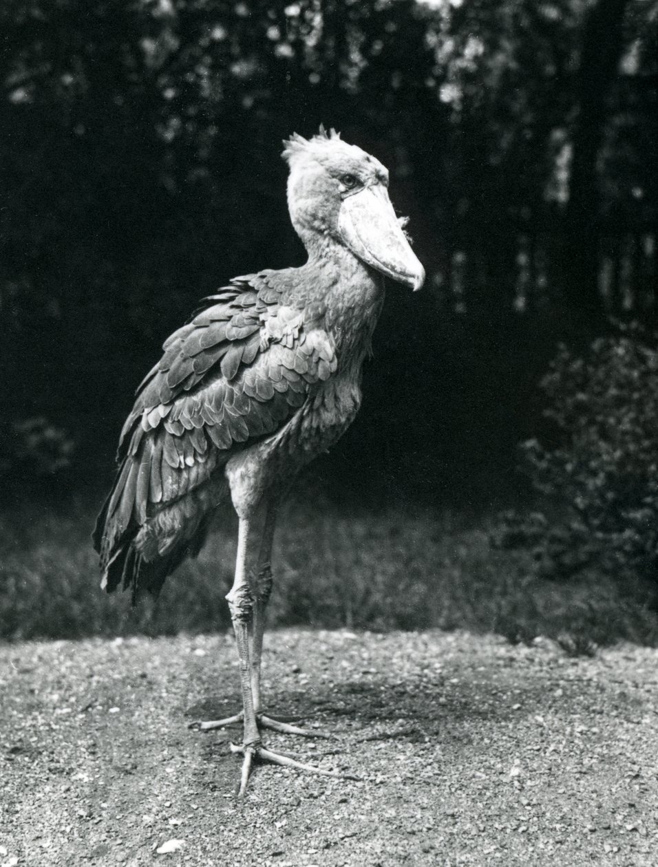 Un becco a scarpa o cicogna testa di balena allo zoo di Londra, giugno 1914 da Frederick William Bond