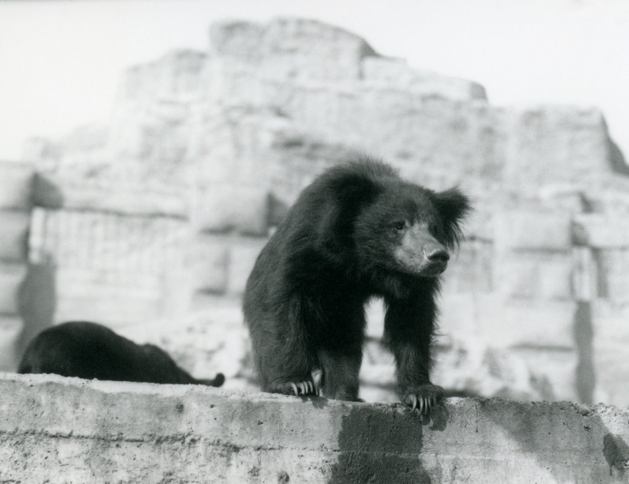 Un orso labiato guarda giù dal suo recinto davanti alle Mappin Terraces, Zoo di Londra, settembre 1914 da Frederick William Bond