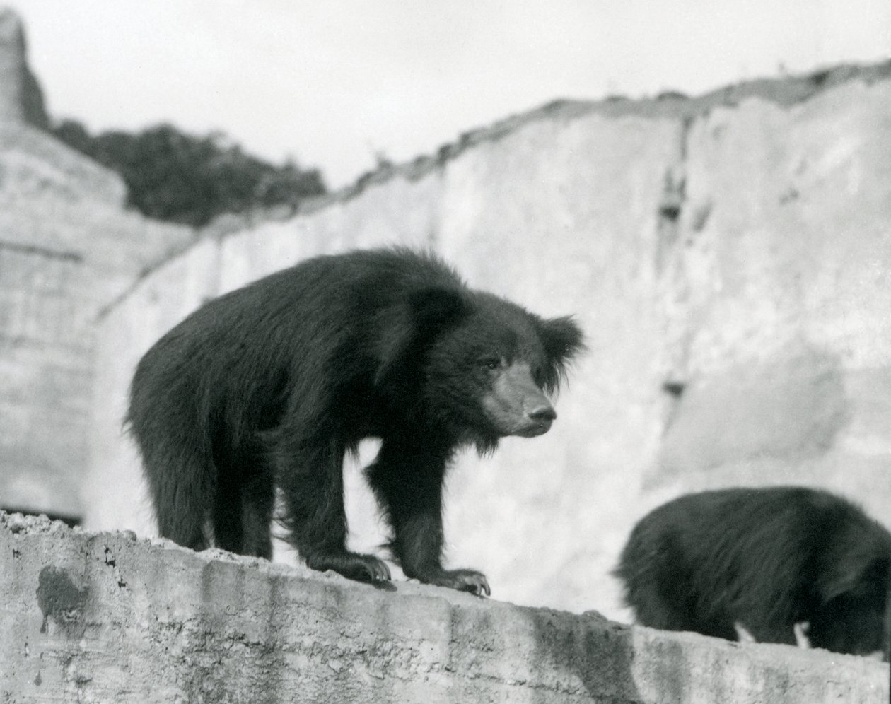 Un orso bradipo guarda giù dal suo recinto davanti alle Mappin Terraces, Zoo di Londra, settembre 1914 da Frederick William Bond