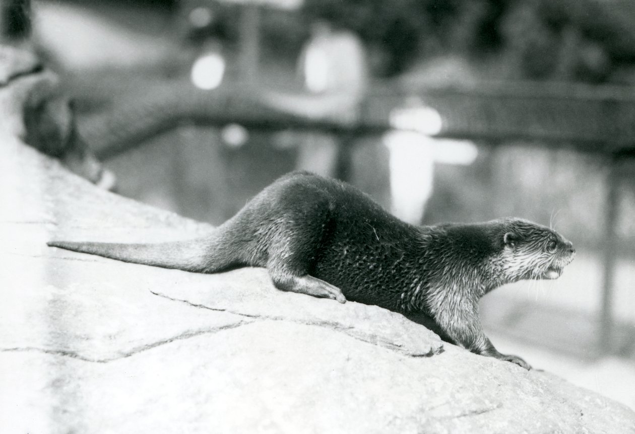 Una Lontra dalle Piccole Unghie allo Zoo di Londra, agosto 1913 da Frederick William Bond