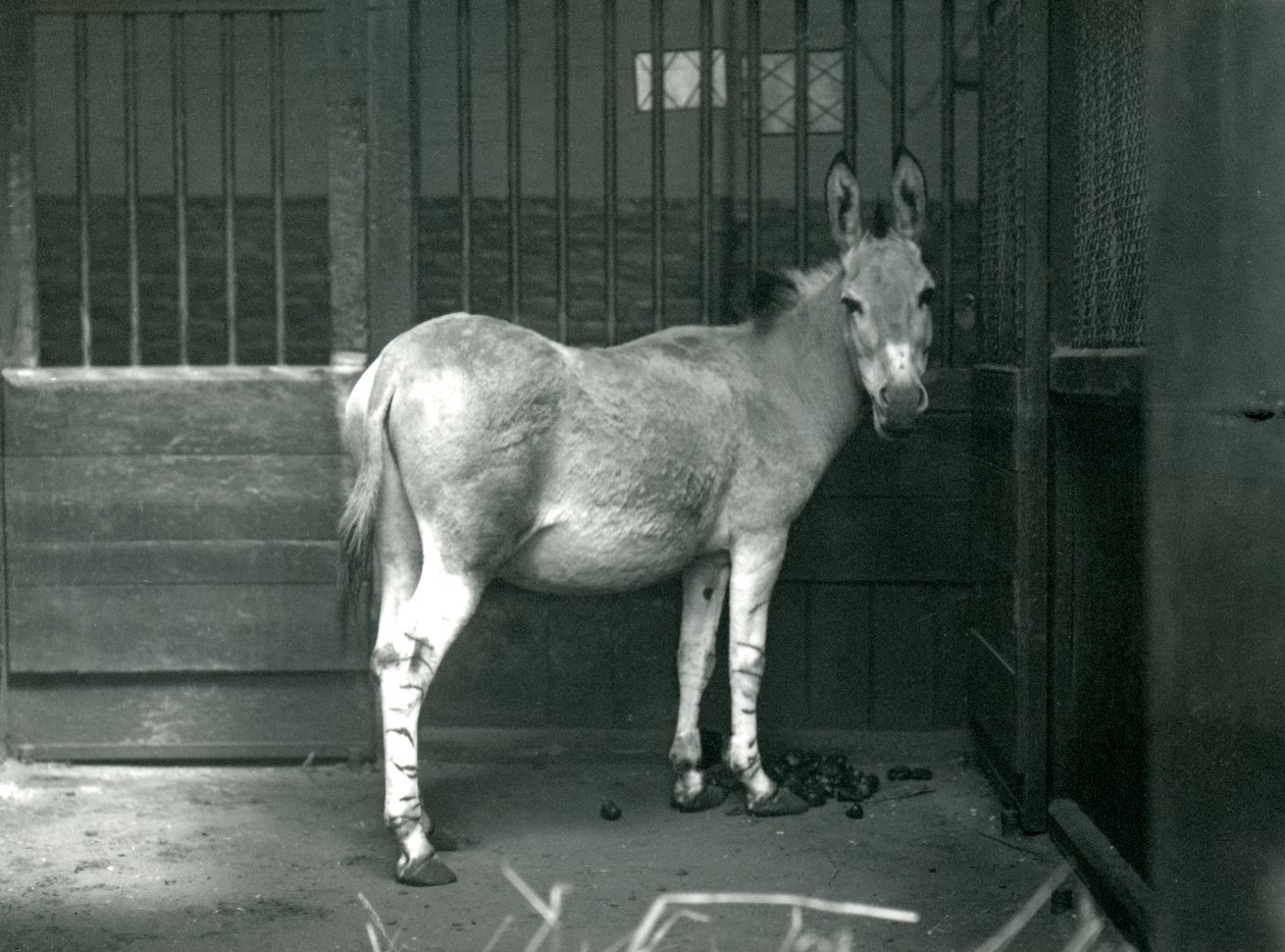 Un asino selvatico somalo allo zoo di Londra, 1915. L