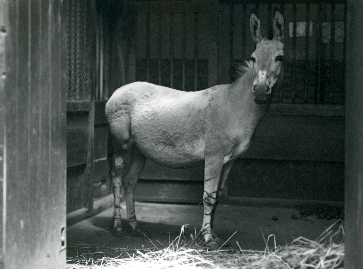 Un asino selvatico somalo allo zoo di Londra, 1915. L